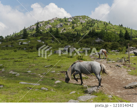 USA, Virginia, Wild horses grazing in Mount Rogers National Recreation Area 121014042
