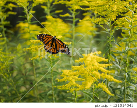 USA, Virginia, Blacksburg, Monarch butterfly on goldenrod USA, Virginia, Blacksburg, Monarch butterfly on goldenrod 121014043