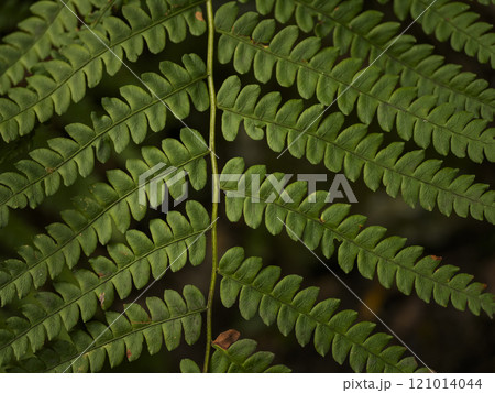 USA, Virginia, Mountain Lake Conservancy, Close-up of green fern leaves USA, Virginia, Mountain Lake Conservancy, Close-up of green fern leaves 121014044