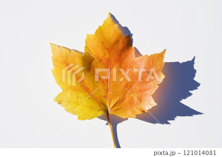 USA, New Jersey, Chatham, Orange and yellow autumn sugar maple leaf on white background USA, New Jersey, Chatham, Orange and yellow autumn sugar maple leaf on white background 121014081