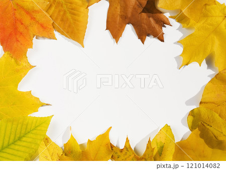 USA, New Jersey, Chatham, Frame of orange and yellow autumn sugar maple leaves on white background USA, New Jersey, Chatham, Frame of orange and yellow autumn sugar maple leaves on white background 121014082