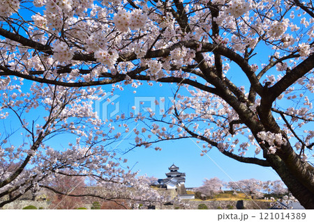 桜景 白河小峰城 桜景 白河小峰城 121014389