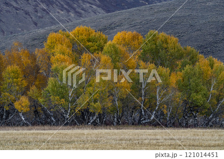 USA, Idaho, Bellevue, Trees and field in Fall season near Sun Valley 121014451