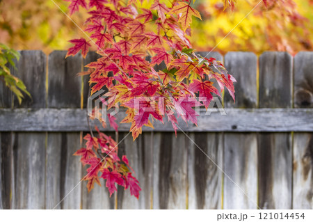 USA, Idaho, Bellevue, Close-up of red maple leaves in Fall near Sun Valley 121014454