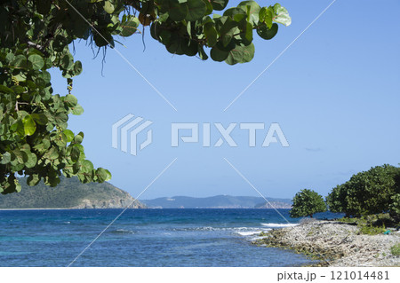 USA, Virgin Islands, St. John, Sea Grapes overhang view of Friis Bay USA, Virgin Islands, St. John, Sea Grapes overhang view of Friis Bay 121014481