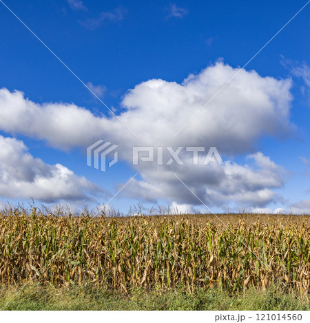 Clouds over corn field in Fall Clouds over corn field in Fall 121014560
