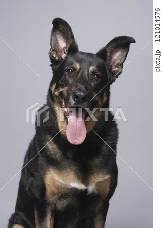 Studio portrait of mixed breed German shepherd 121014576