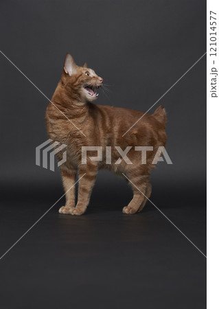 Studio portrait of ginger cat 121014577