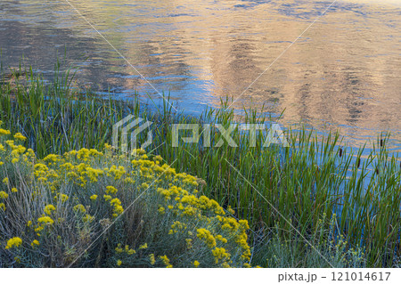 Usa, New Mexico, Abiquiu, Rio Chama, Blooming bushes and grass growing at Chama River Usa, New Mexico, Abiquiu, Rio Chama, Blooming bushes and grass growing at Chama River 121014617