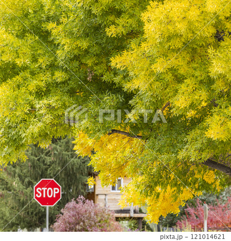 USA, Idaho, Bellevue, Stop sign and trees in Fall near Sun Valley USA, Idaho, Bellevue, Stop sign and trees in Fall near Sun Valley 121014621