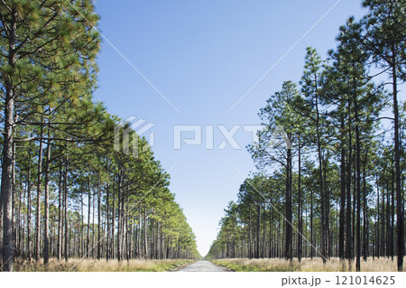 USA, North Carolina, Hampstead, Fire road in forest of Longleaf Pine trees USA, North Carolina, Hampstead, Fire road in forest of Longleaf Pine trees 121014625