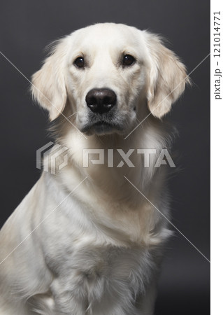 Studio portrait of mixed breed Retriever 121014771