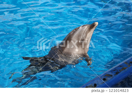 イルカのショー イルカのショー 121014823