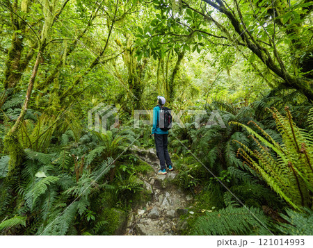 Rear view of hiker looking at plants in forest in Fiordland National Park 121014993