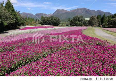 くじゅうの千日紅 くじゅうの千日紅 121015056