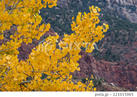 Tree branches with yellow fall leaves  121015065