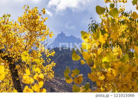 Tree branches with yellow fall leaves with mountain in distance 121015066