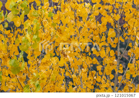Tree branches with yellow fall leaves  121015067