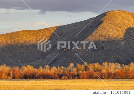 Rural landscape with trees and hills at sunset 121015091