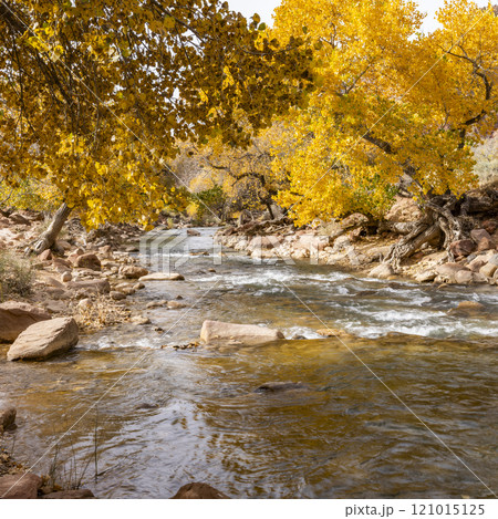 Virgin River flowing through Zion National Park in autumn 121015125
