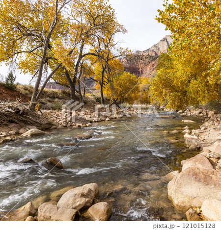 Virgin River flowing through Zion National Park in autumn Virgin River flowing through Zion National Park in autumn 121015128