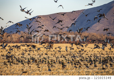 Migrating mallard duck in flight over fields 121015149