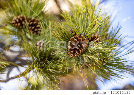 Close-up of pine cone on branch with needles 121015153