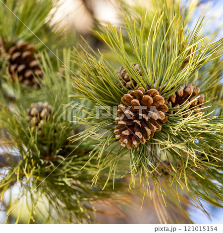 Close-up of pine cone on branch with needles 121015154