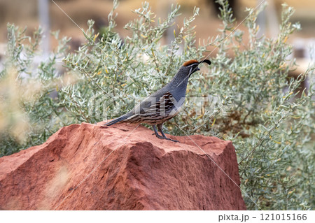 Gambels Quail perching on red rock in Zion National Park Gambels Quail perching on red rock in Zion National Park 121015166