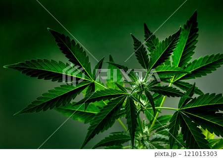 Cannabis plant with green leaves and white flowers, a close-up 121015303