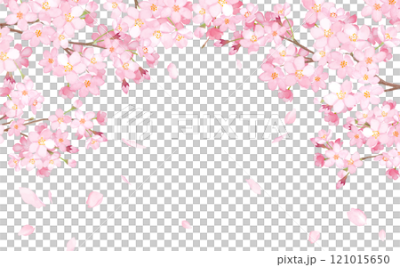 Arched frame of cherry blossoms and falling petals. Watercolor illustration (vector. Layout can be changed) 121015650
