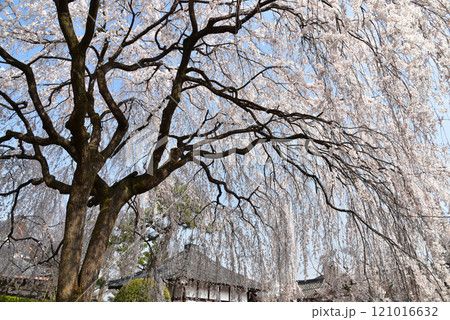 満開になった本満寺のシダレザクラ 満開になった本満寺のシダレザクラ 121016632