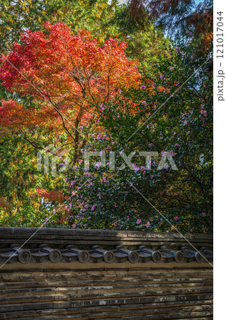 国指定名勝 永保寺庭園 紅葉2024 岐阜県多治見市 国指定名勝 永保寺庭園 紅葉2024 岐阜県多治見市 121017044