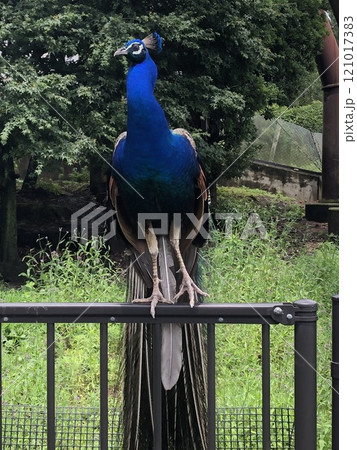 －孔雀－　　　　　　・◉⋆◉◉＊ peacock ＊◉◉⋆◉・ 121017383