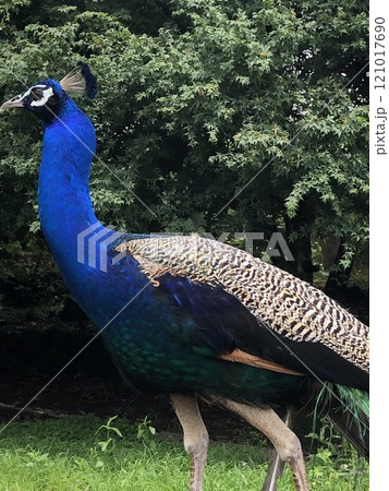 －孔雀－　　　　　　・◉⋆◉◉＊ peacock ＊◉◉⋆◉・ 121017690