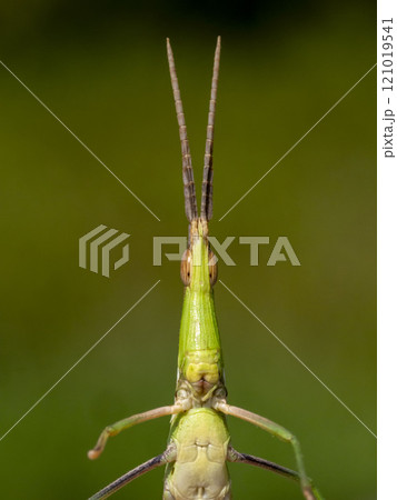 ショウリョウバッタの顔 121019541