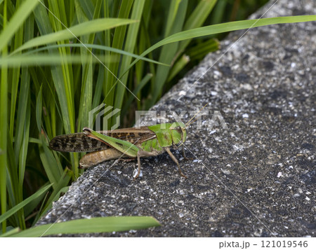 草むら近くの地面にいるトノサマバッタ 121019546