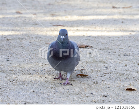 公園にいるドバト 121019556