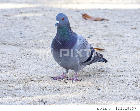 公園にいるドバト 121019557