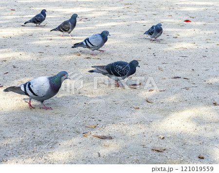 公園にいるドバト 公園にいるドバト 121019559