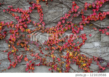 紅葉したナツヅタの葉 紅葉したナツヅタの葉 121019566