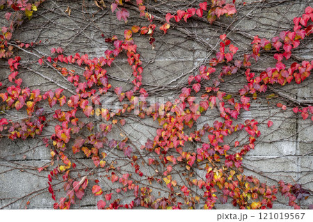 紅葉したナツヅタの葉 紅葉したナツヅタの葉 121019567