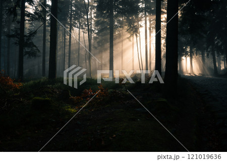 A Serene Forest Where Sunlight Gently Filters Through Trees, Creating a Mystical Atmosphere 121019636