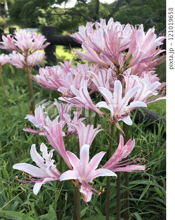 夏水仙 ❀・❀・❀・❀　　　　　　‥ ‥… licorice …‥ ‥ 121019658