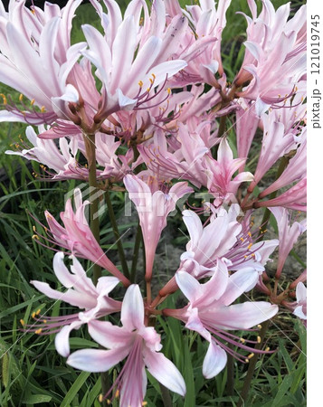 夏水仙 ❀・❀・❀・❀　　　　　　‥ ‥… licorice …‥ ‥ 121019745