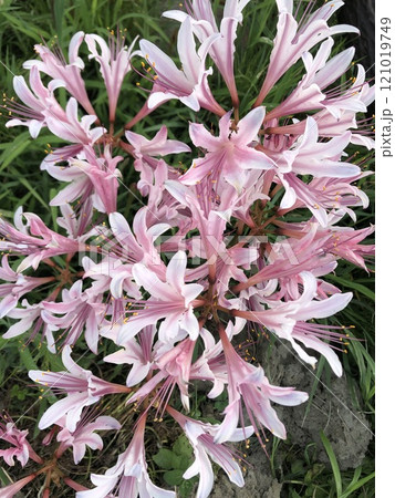 夏水仙 ❀・❀・❀・❀　　　　　　‥ ‥… licorice …‥ ‥ 121019749