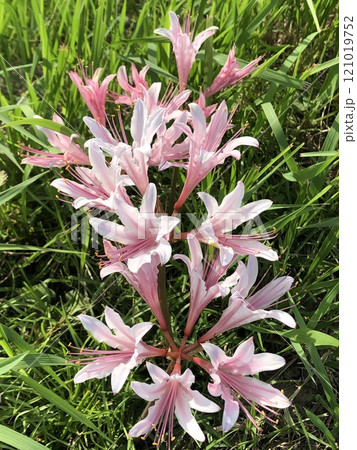 夏水仙 ❀・❀・❀・❀ ‥ ‥… licorice …‥ ‥ 夏水仙 ❀・❀・❀・❀ ‥ ‥… licorice …‥ ‥ 121019752