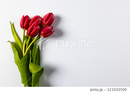 Bunch of red tulips with copy space on white background Bunch of red tulips with copy space on white background 121020500