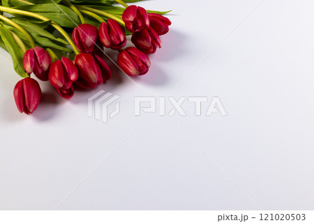 Bunch of red tulips with copy space on white background Bunch of red tulips with copy space on white background 121020503
