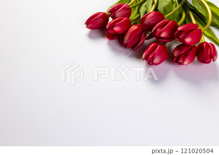 Bunch of red tulips with copy space on white background 121020504